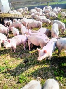 Free-Range Organic Pork