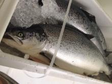 High Quality Fresh / Frozen Atlantic Salmon  Fish 