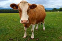GIR COWS