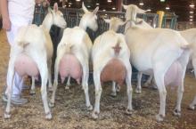 JERSEY COWS