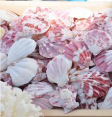 Scallop  Sea  Shell with High Quality and Best Price