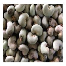 Vietnam High Quality Cashew nut
