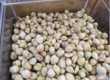 CANDLE NUTS