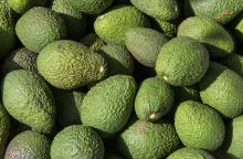 ORGANIC FRESH HASS AVOCADO FROM MICHOACAN MEXICO
