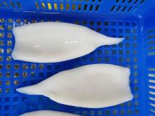 Frozen squid tube U10/15