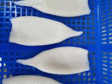 Frozen squid tubes Tordarodes pacificus