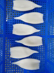 Frozen squid tubes new landing