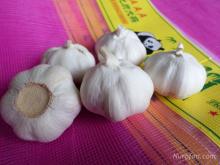 Fresh Pure white garlic Garlic