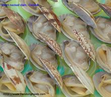 Frozen Cooked Baby Clam