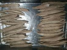 Precooked Bonito tuna (Auxis thazard)loin