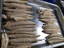Precooked Pacific mackerel (Scomber japonicus)loin