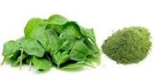 spinach powder