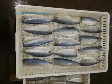 Pacific  Mackerel  fillet Scomber japonicus