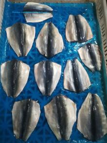 Frozen Pacific mackerel flap fillet Scomber japonicus