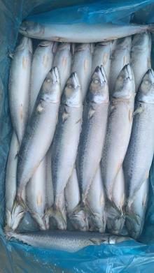Pacific Mackerel Fillet