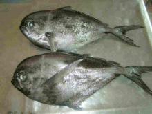 frozen brama brama fish fillet zhangsf7736 (a t )h o t m ai l (dot) c o m