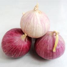 Chinese fresh good taste solo garlic