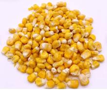 Premium quality air dried vegetables yellow sweet corn for sale