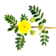 Tribulus Terrestris Extract