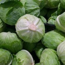 fresh cabbage
