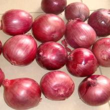 fresh onion for sale