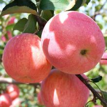 Fresh fruits red Fuji apples From Shandong China SeaerFram