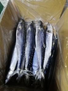 Spanish Mackerel WR