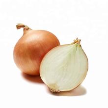 Export Chinese Fresh yellow onion with premium quality