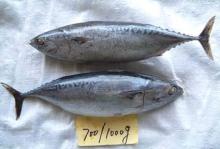 Bonito WR Auxis Thazard