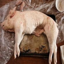 Quality Frozen Pork Feet ,Frozen Pork Meat Pork Ribs Suppliers