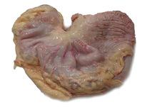 wholesale meat delivery,Halal Buffalo Boneless Meat/ Frozen Beef Frozen Beef ,cow meat,Goat