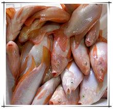 Frozen Tilapia Fish supplier,fresh coho salmon,frozen  dungeness   crab ,king  crab  supplier