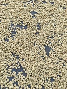 Yellow Caturra Green Coffee Bean