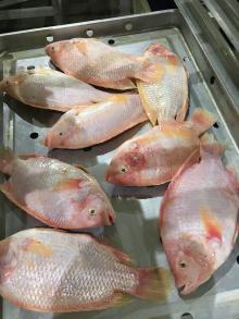 IQF Frozen Tilapia Fish / Red Tilapia / Black Tilapia