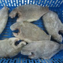 IQF Frozen Black Tilapia Fish / Frozen Tilapia Fish / Frozen Red Tilapia