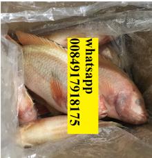 Vietnam frozen red tilapia fish / IQF frozen tilapia fish