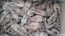 Vietnam frozen skinless  frog   legs  / skinless frozen  frog   legs  / frozen  frog   legs  supplier