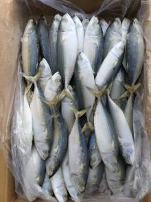 Vietnam  Frozen   Indian   Mackerel  Fish / Short Body  Mackerel  / Horse  Mackerel 