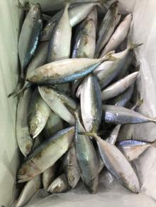 IQF frozen short body mackerel / Frozen Indian mackerel / Mackerel fish