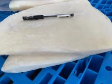 Frozen Giant Squid Fillets 2-4kg