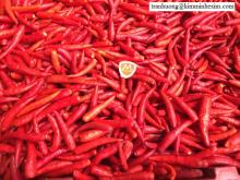 FROZEN CHILLI IN VIET NAM/ FRESH/ DRIED