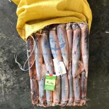 seafrozen BQF illex squid market price