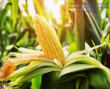 Corn product fom Viet Nam ( Fresh, Frozen, Dried, Powder)