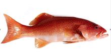 leopard coral grouper
