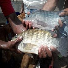 High quality  frozen   black   tilapia  with cheap price