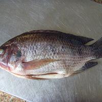 Fresh Frozen Black Tilapia Fish Best Quality CHEAP PRICE