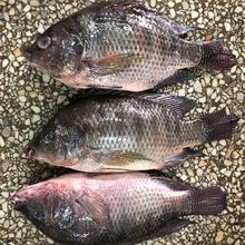 Frozen Tilapia Whole Round 500-800g Fresh Fish