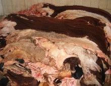 Animal Dry and Wet Salted Donkey/Goat Skin /Wet Salted Cow
