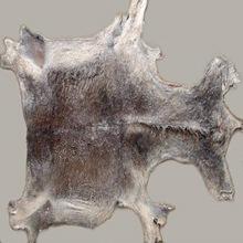 Real cow skin with fish scales pattern animal hair on cow leather for