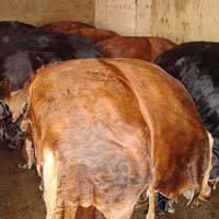 High Quality Donkey Animal Hide/ Cow Hide Skin  Leather  at Affordable Price
